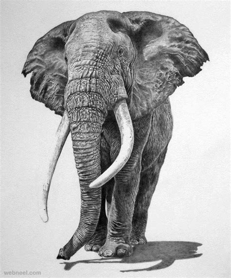 Wildlife Pencil Art