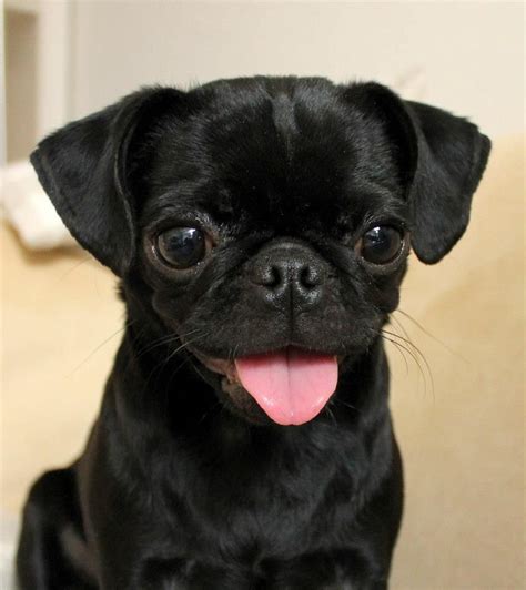 Best 25+ Black pug puppies ideas on Pinterest | Pug puppies, Black pug and Pug