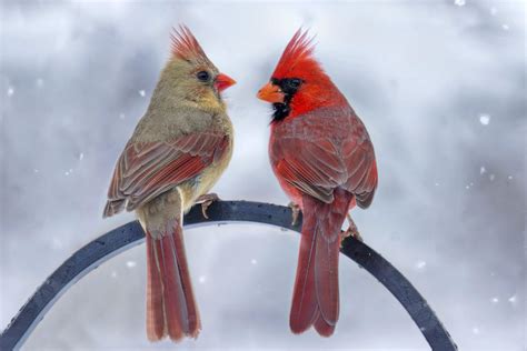 Viral Facebook Post Shares Photos Of Rare Half-Male, Half-Female Cardinal | iHeart