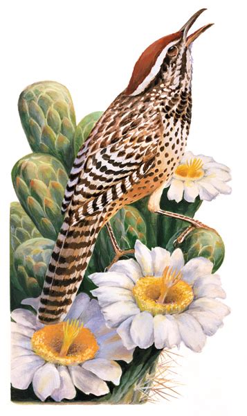 Arizona: Cactus Wren and Saguaro Cactus Blossom | National Postal Museum