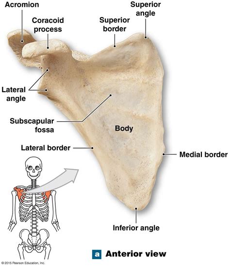 Acromion Anatomy