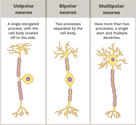 Structural classification of neurons - Labster