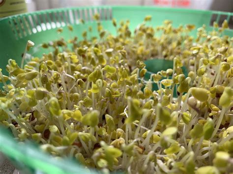 How To Grow Broccoli Sprouts In Trays - Grow Hot Peppers