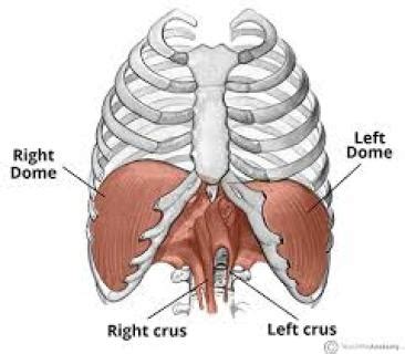 The Almighty Diaphragm Pt. 1 – Dr. Glazer | Chiropractor Harrisonburg VA | Best Chiropractor ...