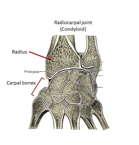 Describe condyloid (ellipsoidal) joints and give examples of this joint type in the body ...