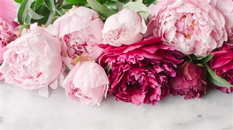 Peony Wallpapers Free Download