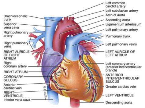 start Double Layered Membrane Around The Heart studying a&p heart terms learn vocabulary double ...