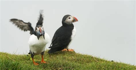 Mykines Island - The Best Birdwatching in the Faroe Islands