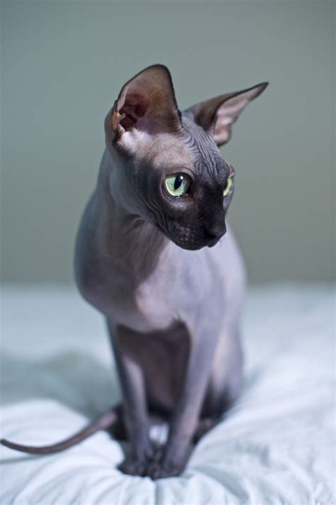 Sphynx Cat Breed Information