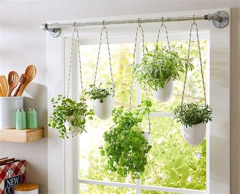 Best Indoor Plants For Hanging at Trevor Youmans blog