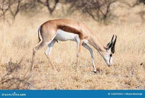 Springbok Antelope Antidorcas Marsupialis in it`s Natural Habi Stock Photo - Image of unspoiled ...