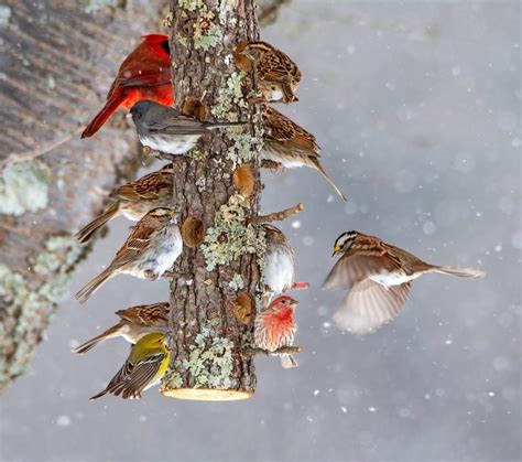 12 Top Winter Bird Feeding Tips - Birds and Blooms