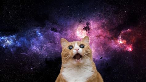 Cats In Space Wallpapers - Wallpaper Cave