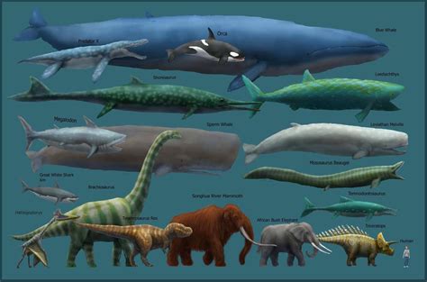 Blue Whale Size Comparison Chart