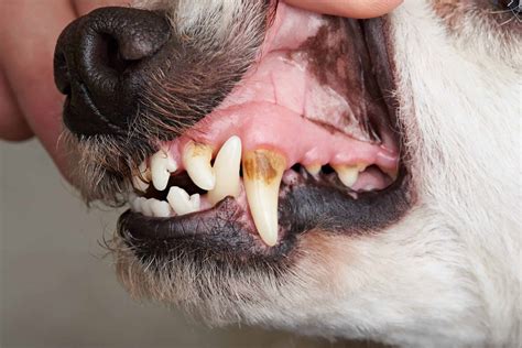 Dental health care tips for senior dogs to improve life quality