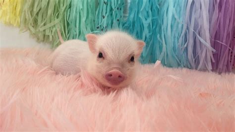 Show Me Pictures Of A Baby Pig - Cute Baby Micro Teacup Pig Best Compilation Youtube : Use them ...