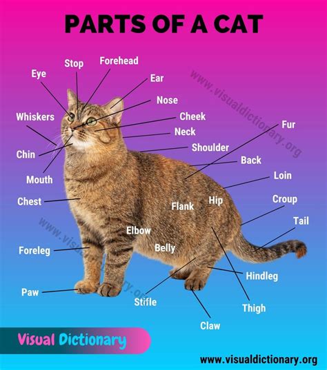 Cat Anatomy: Interesting List of 34 External Parts of the Cat - Visual Dictionary