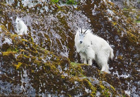 Mountain Goats | Glacier Bay National Park, Alaska. | Photos by Ron Niebrugge