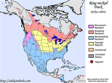 Ring-necked Duck - Species Range Map