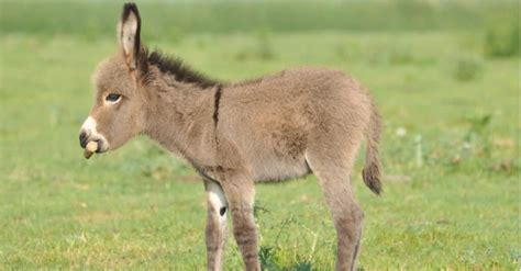 10 Incredible Donkey Facts - A-Z Animals