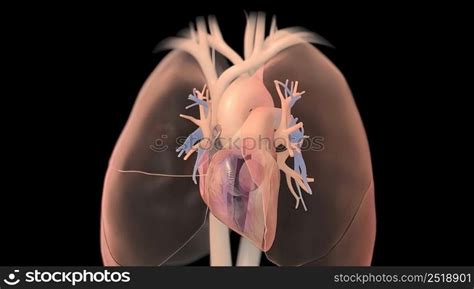 Human heart, realistic anatomy 3D illustration. Human heart, realistic anatomy — Stockphotos.com