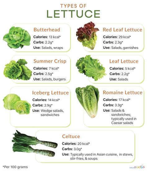 7 Different Types of Lettuce with Pictures