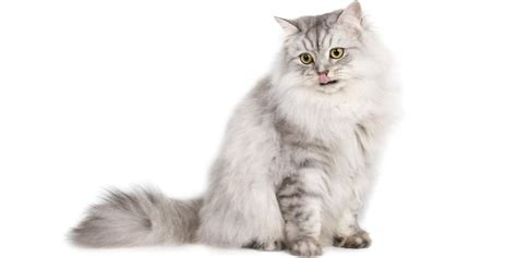 Ragamuffin Cat Breed: Size, Appearance & Personality