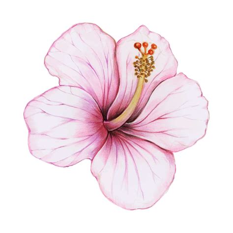 Illustration of hibiscus flower watercolor style - ID: 95529