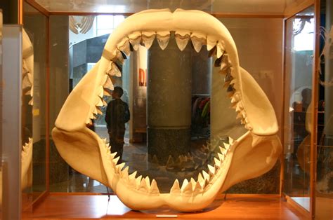 C. Megalodon - The World's Largest Sharks Ever | HubPages