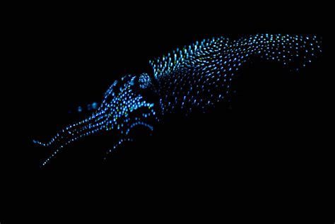 The Neon Glow of Bioluminescent Sea Creatures - Atlas Obscura