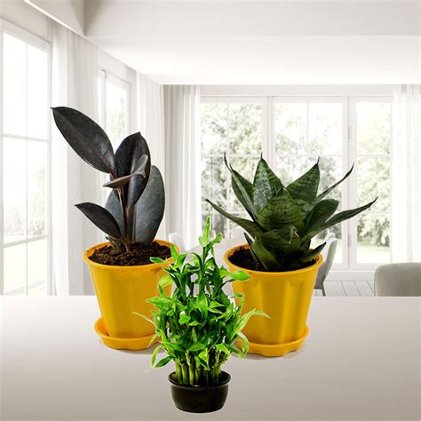 Buy Best 3 Table Top / Office Desk Plants at Nursery Nisarga