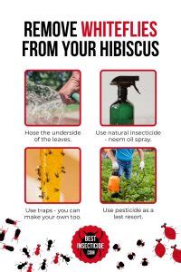 Whiteflies on Hibiscus - Best Insecticide