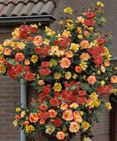 Climbing Rose Bush Trellis : Maybe you would like to learn more about one of these?