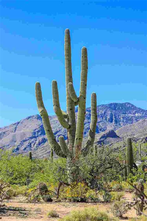 Saguaro Cactus: Facts, Adaptation & How To Grow - AMERICAN GARDENER