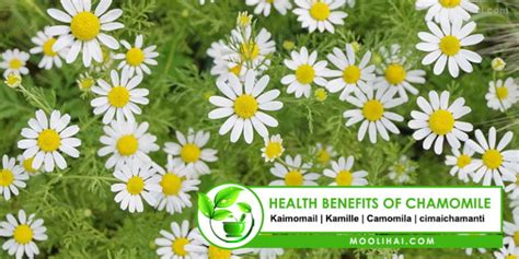 Incredible Health Benefits of Chamomile For Hair, Skin & Health - Moolihai