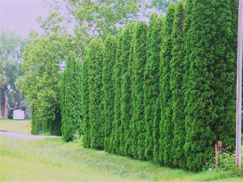 Tall Privacy Plants / 5 Beautiful Privacy Hedges that Grow Fast and Tall Quickly ...