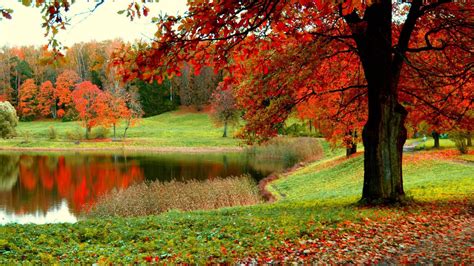 Beautiful Scenery Fall Colorful Autumn Trees And Green Grass Field Reflection On Lake HD Fall ...