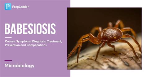 Babesiosis: Causes, Symptoms, Treatment, Prevention & Risks