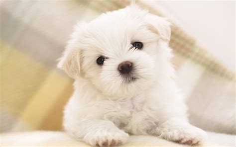 Puppy Wallpapers HD - Wallpaper Cave