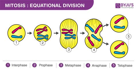 Mitosis (Definition, Diagram & Stages Of Mitosis)