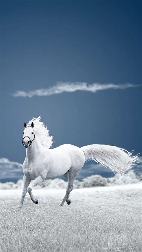 88 Wallpaper Hd Horse White free Download - MyWeb