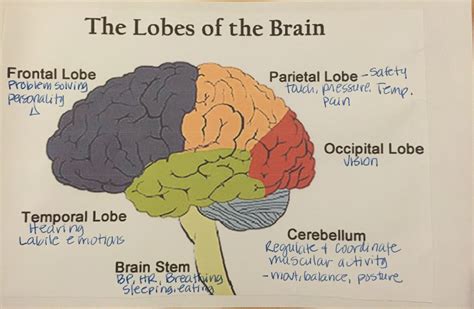 Functions Of The Cerebral Cortex