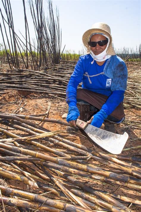 Sugar cane harvesting editorial stock image. Image of activity - 121226209