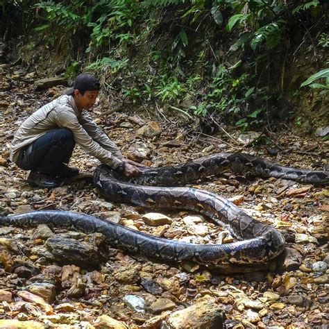 Indonesian woman swallowed alive by giant python, locals cut-open snake to get her remains ...