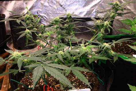 Autoflower Nutrients grow question by GROWitALL - GrowDiaries