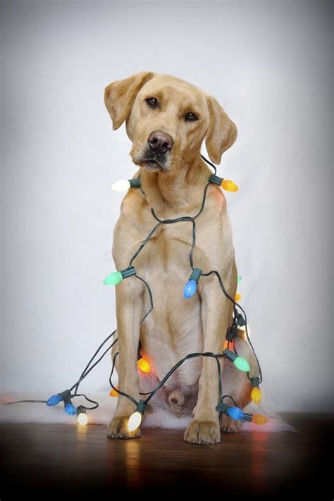 Dog and Christmas lights stock image. Image of decorative - 17713297