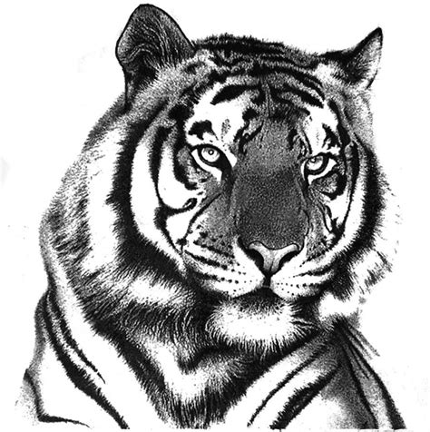 Drawing Pictures Of Tigers at GetDrawings | Free download