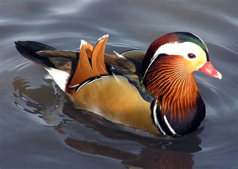 File:Mandarin.duck.arp.jpg - Wikipedia