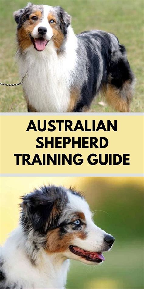 Australian Shepherd Training Guide | Our Deer | Australian shepherd training, Grooming ...