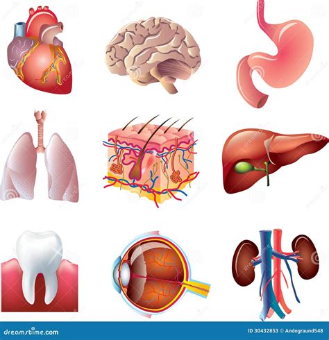 Human Body Parts Set Stock Photos - Image: 30432853